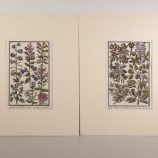 Xilografia con botanica acquerellata a mano